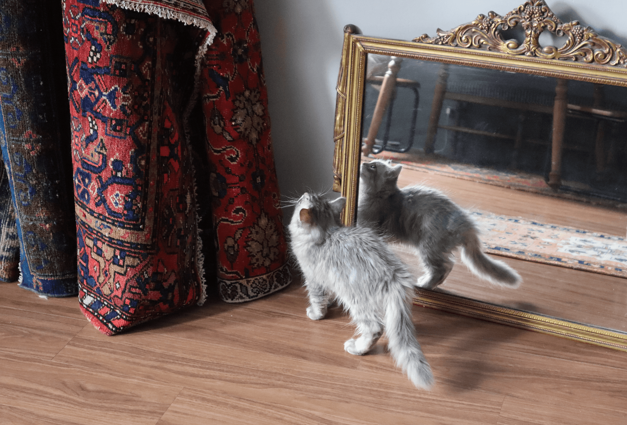 All Available Rugs — Patina House